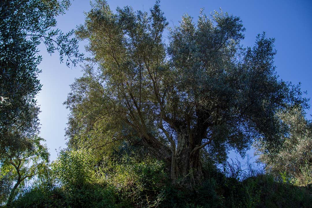 Fotografía Olivo Centenario Alpujarra Granadina - Sandra Cartellone - Palitroque Artesanía Fotografía Olivo Centenario Alpujarra Granadina - Sandra Cartellone - Palitroque Artesanía
