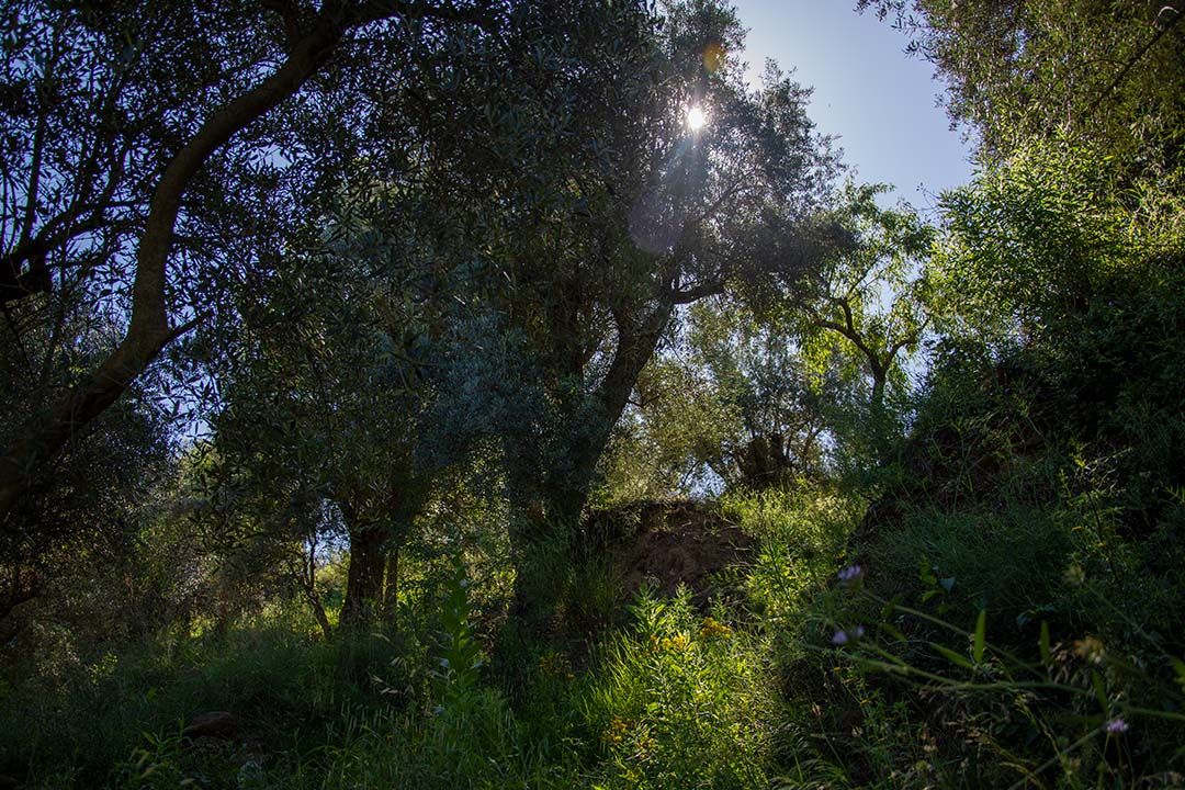 Fotografía Olivo Centenario Alpujarra Granadina - Sandra Cartellone - Palitroque Artesanía Fotografía Olivo Alpujarra Granadina - Sandra Cartellone - Palitroque Artesanía