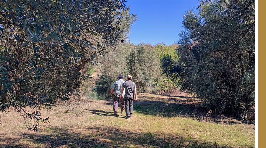 Pablo con Pepe en su finca de olivos - Palitroque Artesanía 900x500px Pablo con Baltazar y Pepe en su finca de olivos - Palitroque Artesanía